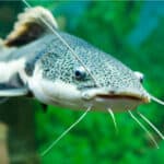 Redtail catfish