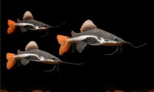 Redtail Catfish Animal Facts - Phractocephalus hemioliopterus - A-Z Animals