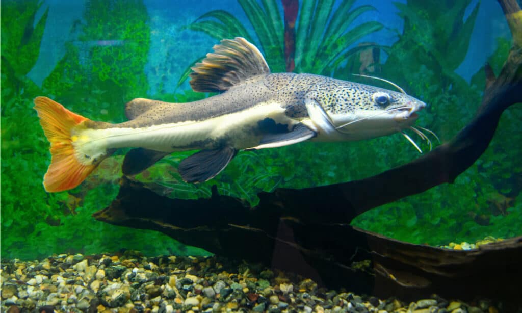 Cá trê đuôi đỏ trong bể nuôi. Cá da trơn đuôi đỏ là một trong ba loài cá da trơn khổng lồ ở Amazon.