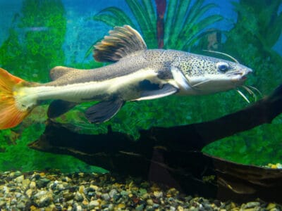 A Redtail Catfish