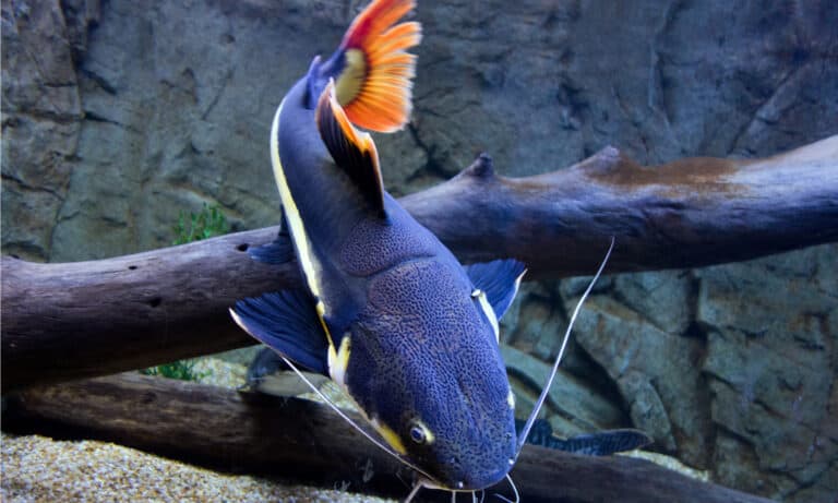 Red tailed catfish from Amazon river basin. It has a brown-spotted back and yellow sides.