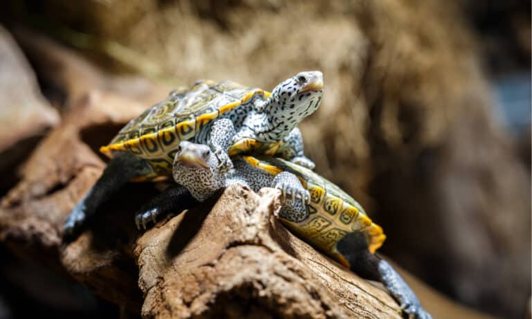 reptile thermostat