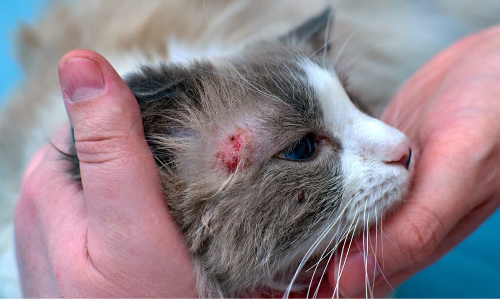 ringworm in cats