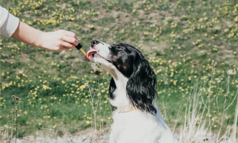 salmon oil supplements