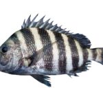 Sheepshead