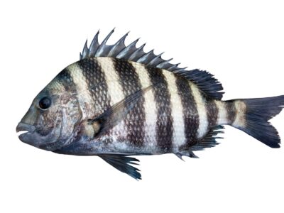 A Sheepshead Fish