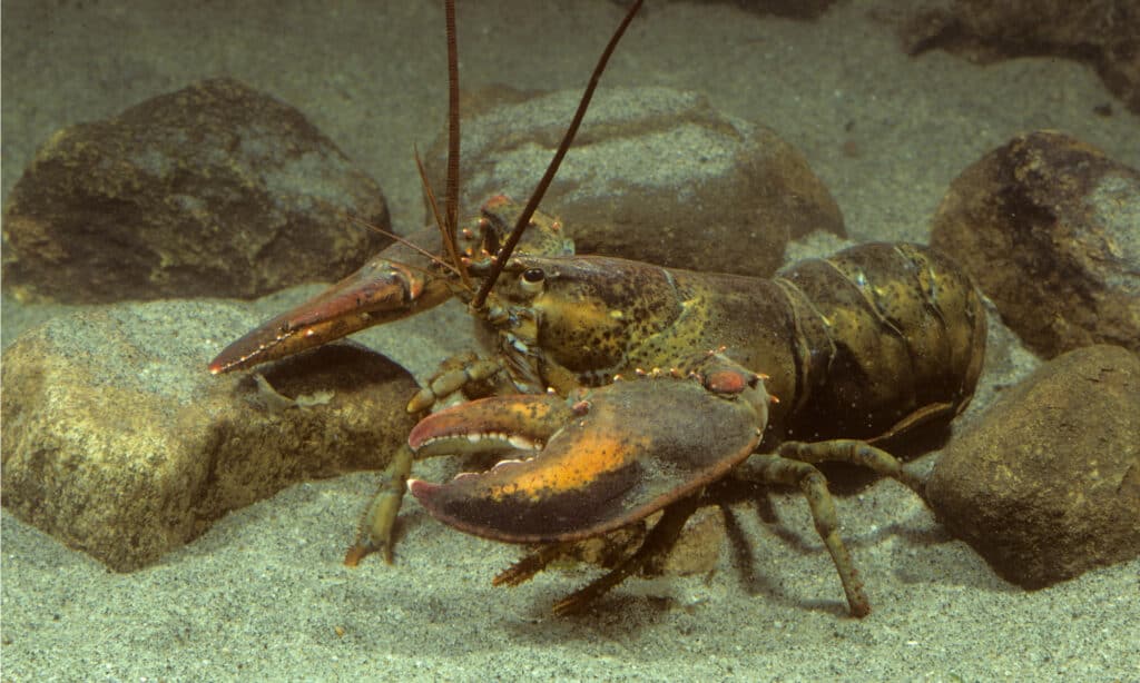 Female Maine Lobster