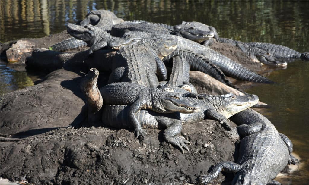 Sawgrass Mills Giant Alligator, Friendly greeter to one of …