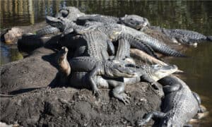 What Is a Group of Alligators Called? Picture