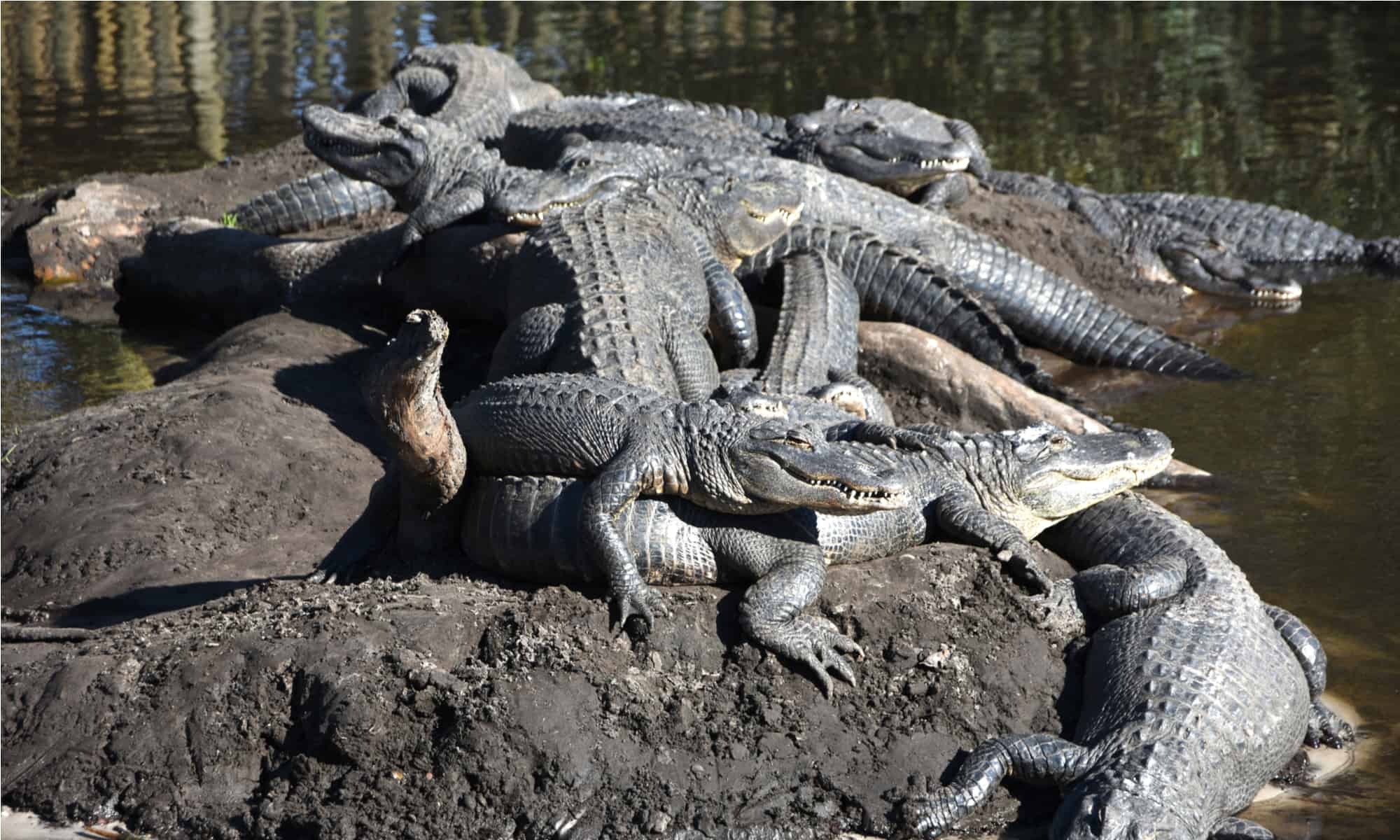 The Top 10 Most Alligator-Infested Rivers In Louisiana - A-Z Animals