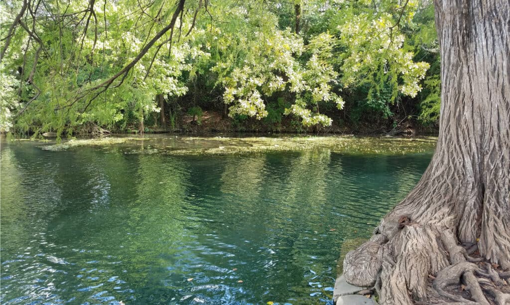 San Marcos River, Texas