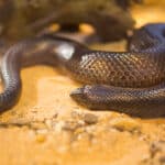 Mole snake