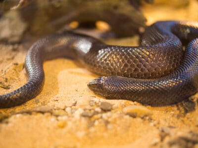 Mole Snake Picture
