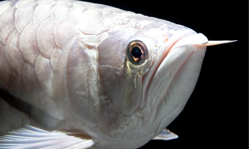 Platinum Arowana