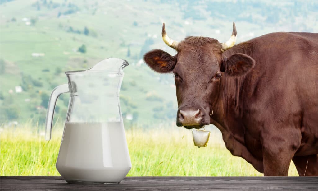 Cow Milk