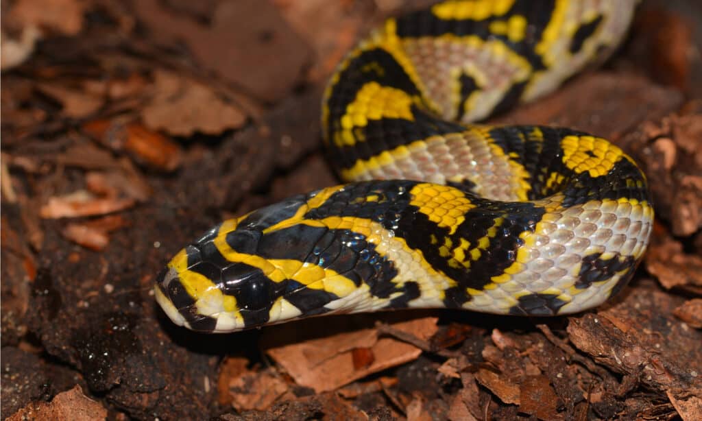 Mandarin Rat Snake or Mandarin Ratsnake