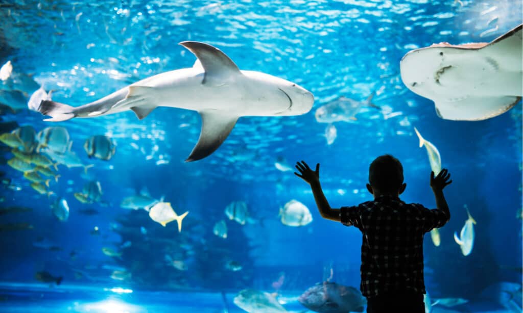 aquariums in Massachusetts