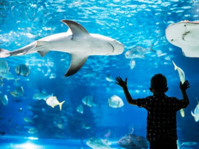 A The 3 Best Aquariums in North Carolina
