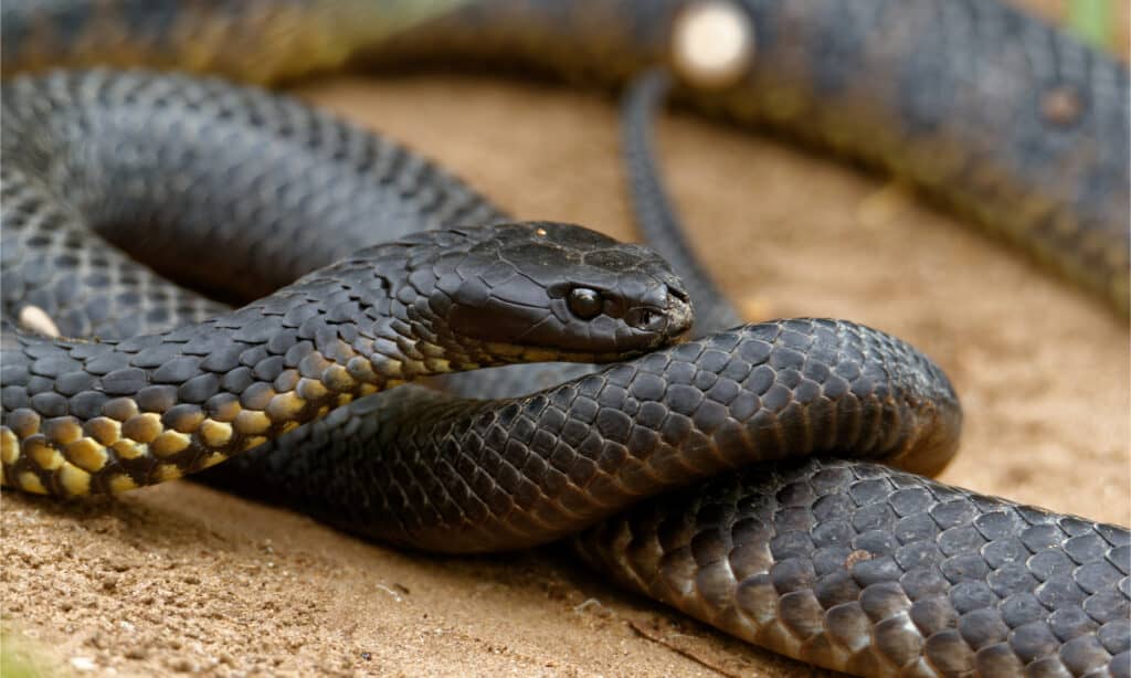 10 Venomous Snakes In Australia - A-Z Animals