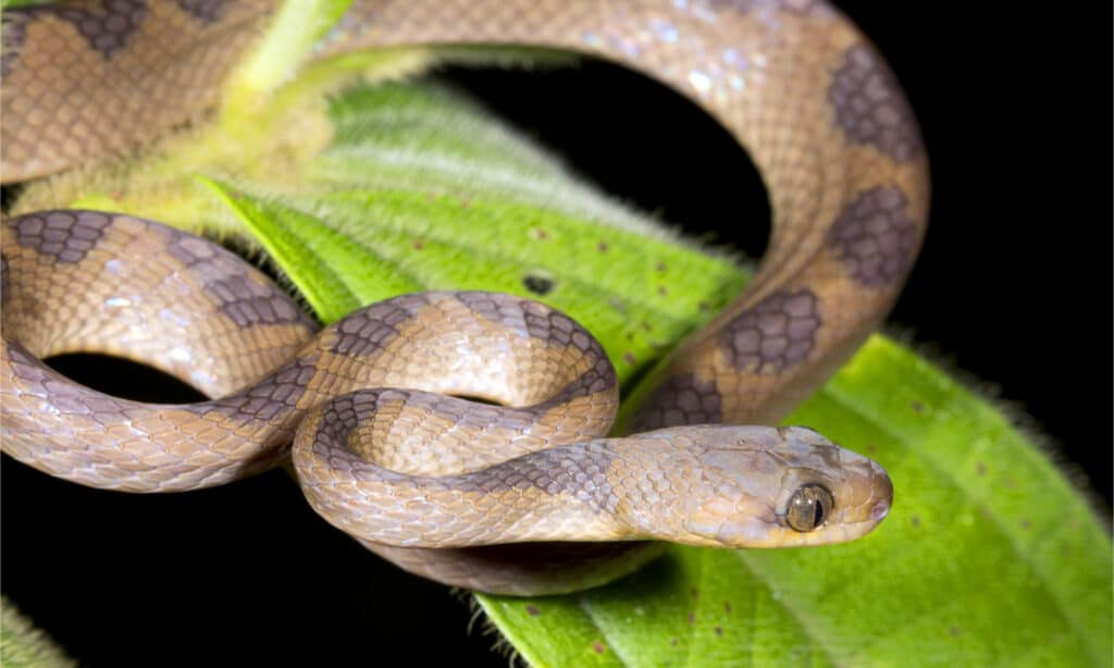 A Cat-eyed Snake (Leptodeira annulata) on a large tree leaf