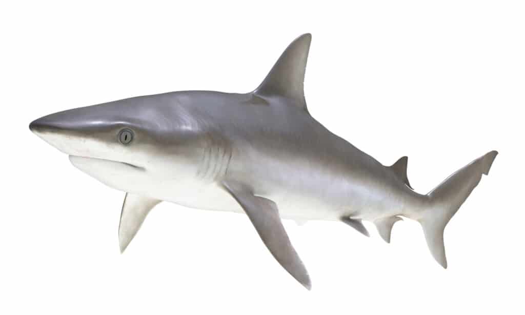 Blacknose Shark