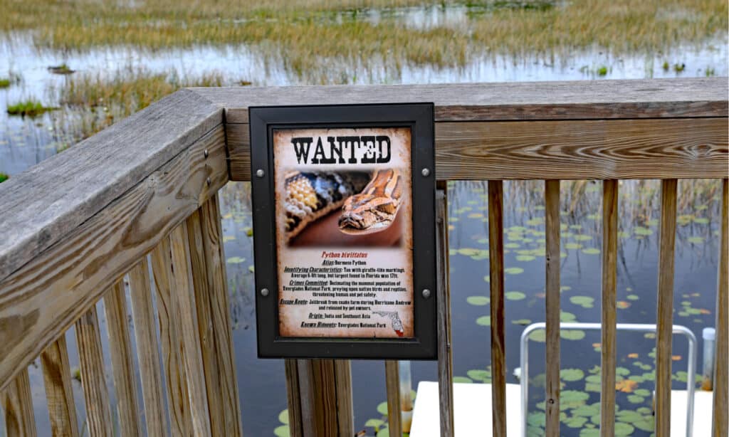 Wanted Sign for Pythons in Everglades