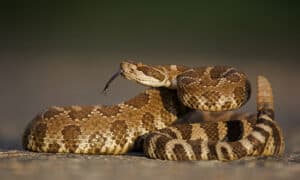 Can Snakes Hear or Are They Deaf? Do Snakes Have Ears? Picture