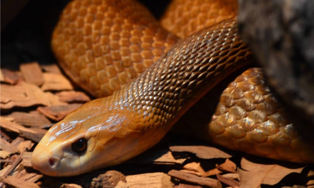 coastal taipan bite