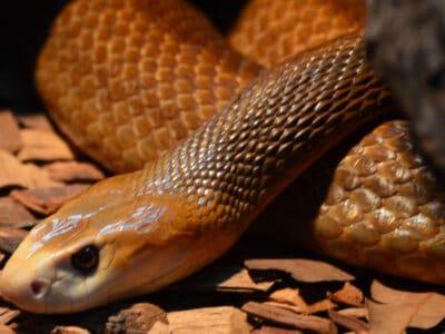 A Coastal Taipan Bite: Why it has Enough Venom to Kill 56 Humans & How to Treat It