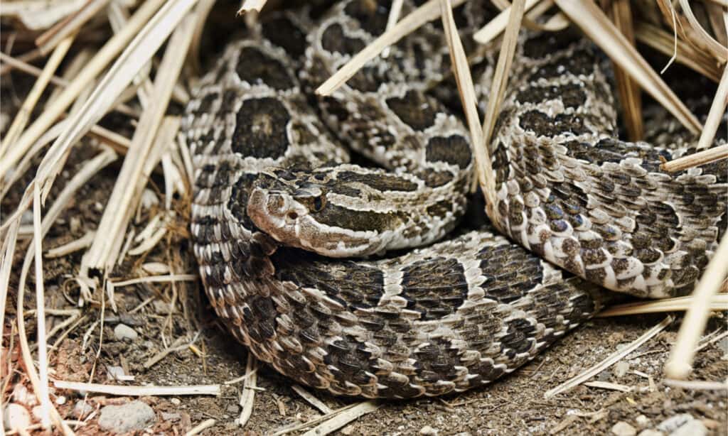 Closeup of coiled massasauga rattlesnake
