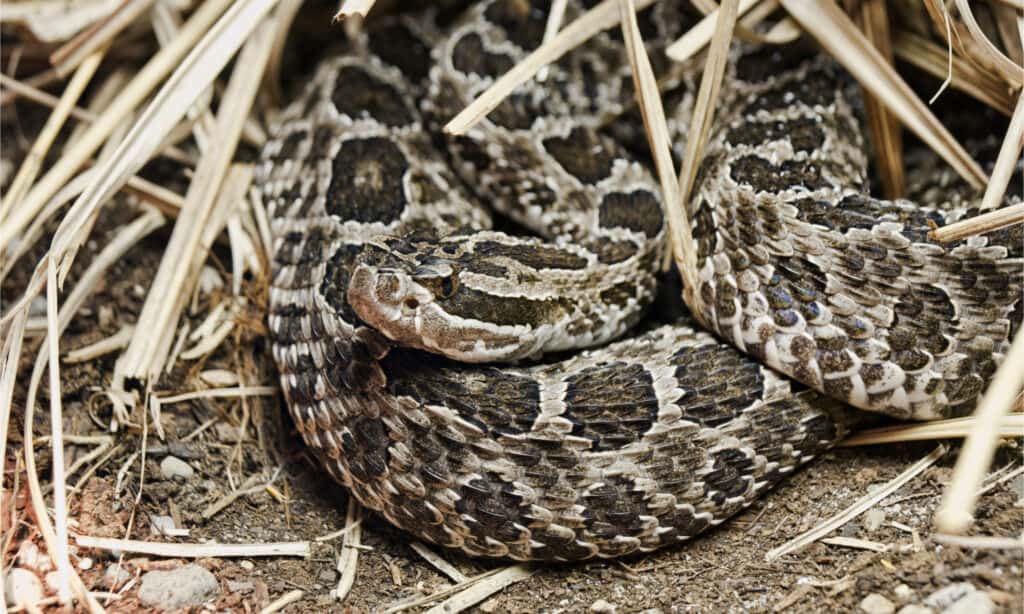 As a venomous snake the eastern massasuaga rattlesnake is one of the deadliest animals in Missouri