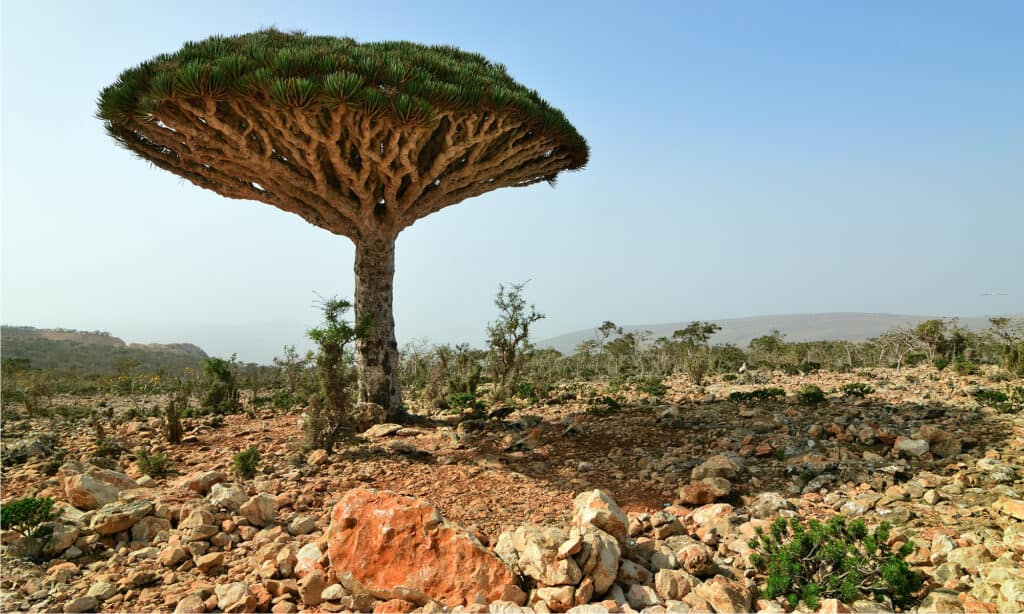 dragon's blood tree