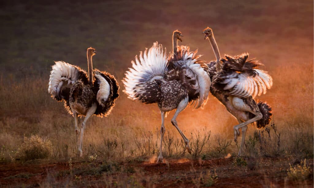 Ostriches Battling