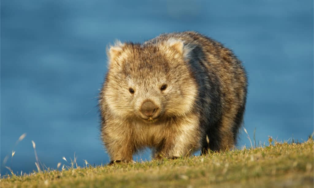 Wombats are marsupials from Australia that are closely related to the koala.