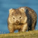 Common Wombat in the Tasmanian scenery, eating grass in the evening on the island near Tasmania.