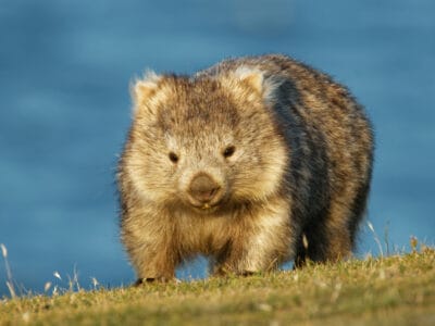 A Wombat Quiz: Test Your Knowledge!