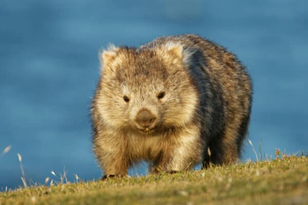 Common Wombat in the Tasmanian scenery, eating grass in the evening on the island near Tasmania.