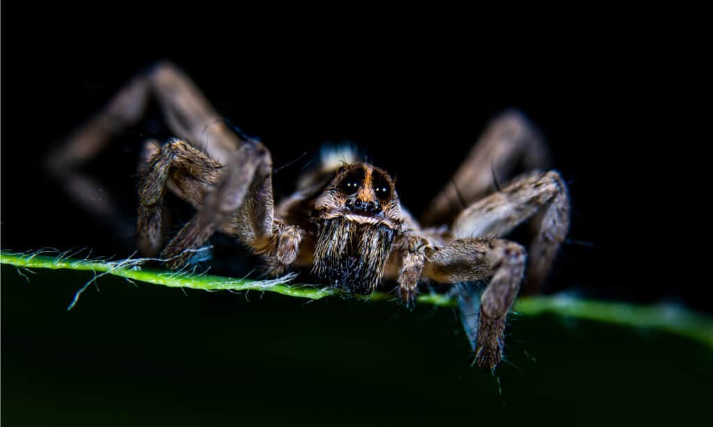 A Parson Spider perched on a plant in Yellowstone National Park