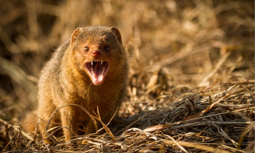 Mongoose Snarling