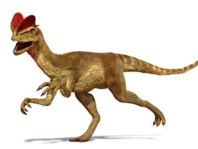 A Discover the Biggest Dilophosaurus Ever Found 