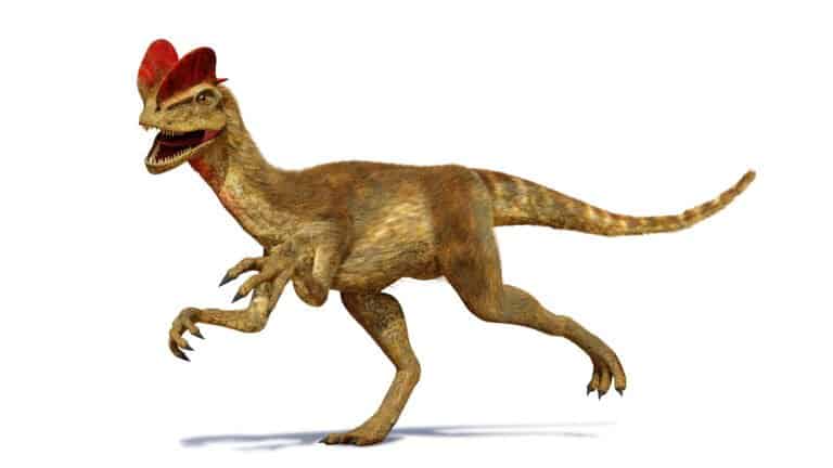 Dilophosaurus Theropod Dinosaur from The Early Jurassic Period