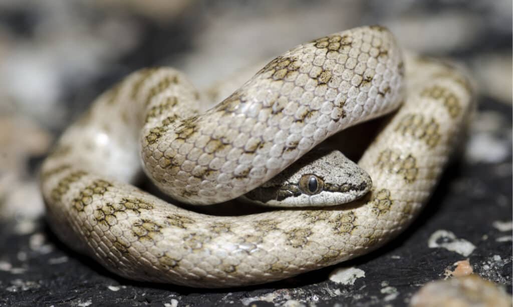 Northern Desert Nightsnake