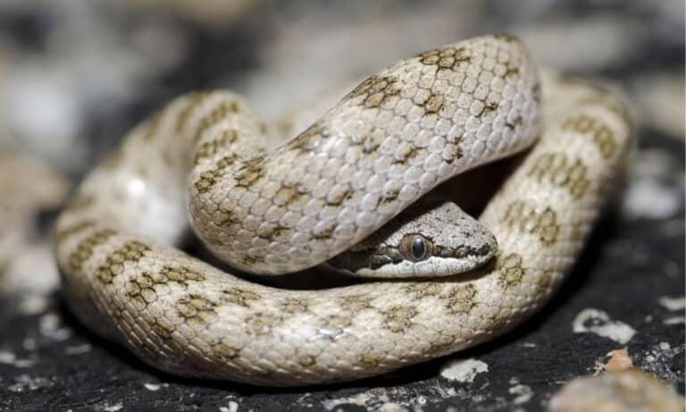 Discover Washington State's Only Rattlesnake Species - A-Z Animals