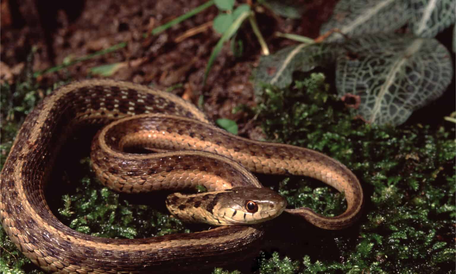 Discover Oregon’s 5 Largest and Most Dangerous Snakes This Summer - IMP ...