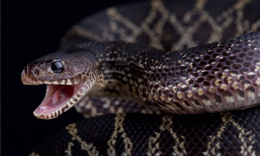 Black Pine Snake