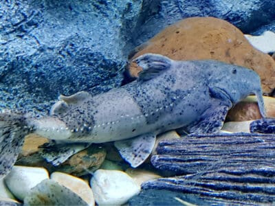 A Goonch Catfish