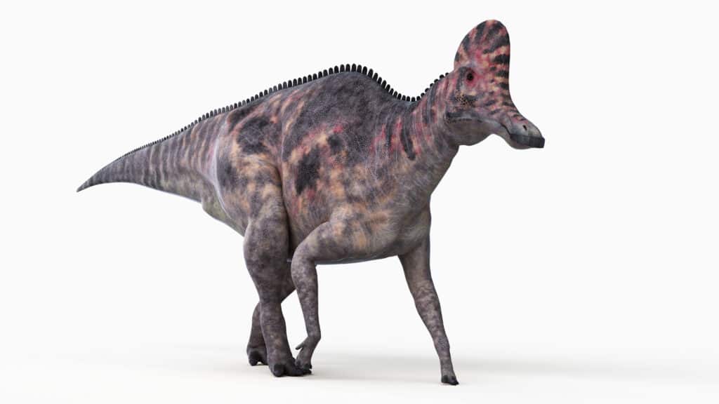 3d rendered illustration of a corythosaurus