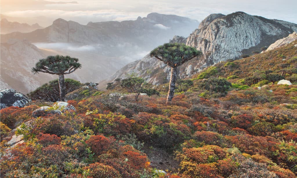 Socotra Island