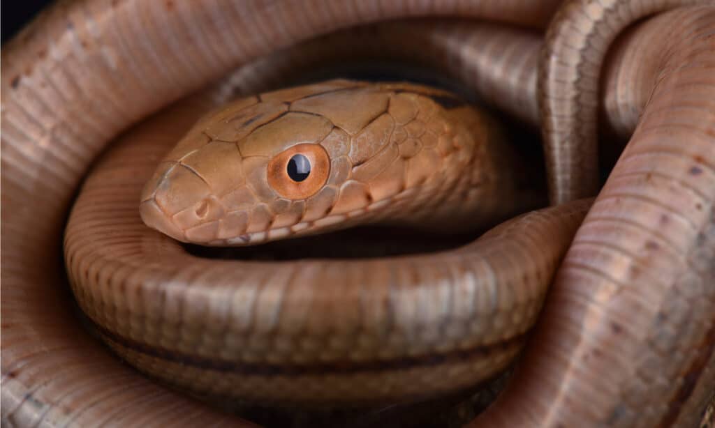 King rat snake or king ratsnake