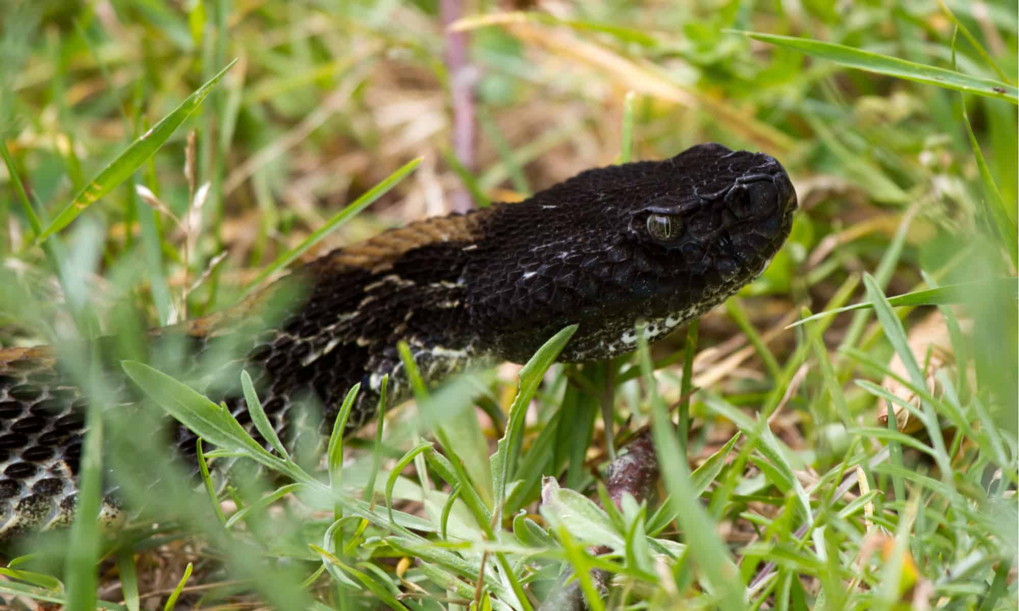 Black Timber Rattlesnake